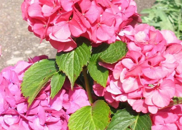 Mosertonihof Эльцах